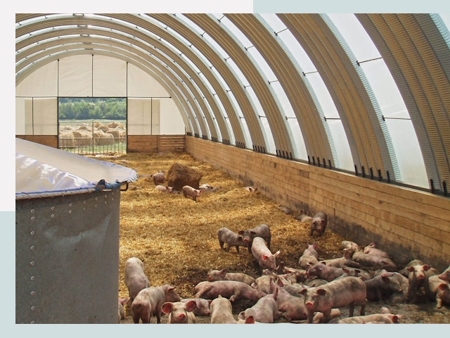 Строительство свинарников в Юбилейном